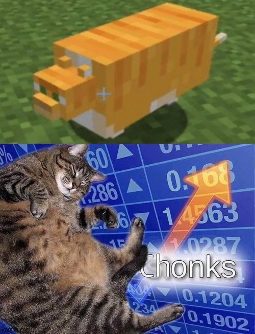 Chonky cat | image tagged in chonks,funny | made w/ Imgflip meme maker