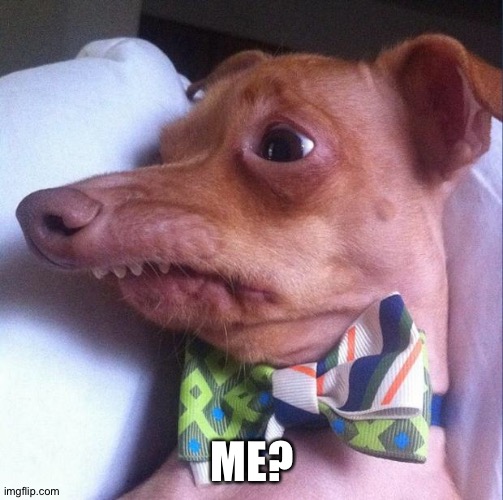 Tuna the dog (Phteven) | ME? | image tagged in tuna the dog phteven | made w/ Imgflip meme maker