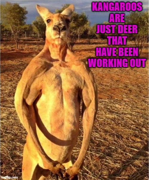 buff-a-roo | KANGAROOS ARE JUST DEER THAT HAVE BEEN WORKING OUT | image tagged in by kewlew,kangaroo | made w/ Imgflip meme maker