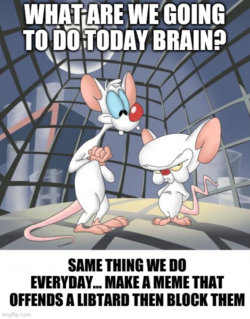 Pinky and the brain | WHAT ARE WE GOING TO DO TODAY BRAIN? SAME THING WE DO EVERYDAY... MAKE A MEME THAT OFFENDS A LIBTARD THEN BLOCK THEM | image tagged in pinky and the brain | made w/ Imgflip meme maker