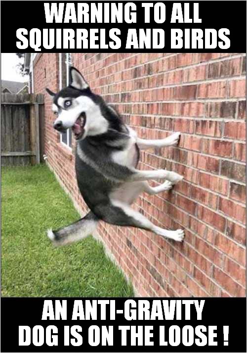 The Gravity Defying Dog ! | WARNING TO ALL SQUIRRELS AND BIRDS; AN ANTI-GRAVITY DOG IS ON THE LOOSE ! | image tagged in fun,dogs,gravity | made w/ Imgflip meme maker