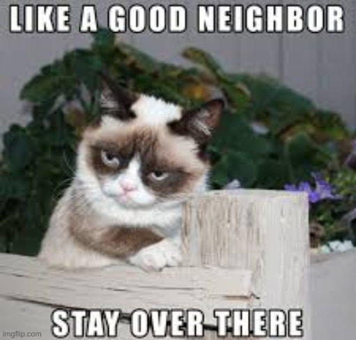 image tagged in memes,grumpy cat | made w/ Imgflip meme maker