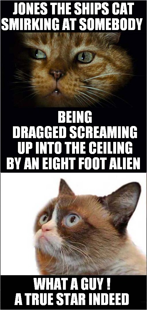 Grumpys Star-Struck Admiration | JONES THE SHIPS CAT; SMIRKING AT SOMEBODY; BEING DRAGGED SCREAMING; UP INTO THE CEILING; BY AN EIGHT FOOT ALIEN; WHAT A GUY !
A TRUE STAR INDEED | image tagged in grumpy cat,alien,jonesy,cats | made w/ Imgflip meme maker