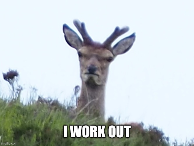 furious deer | I WORK OUT | image tagged in furious deer | made w/ Imgflip meme maker