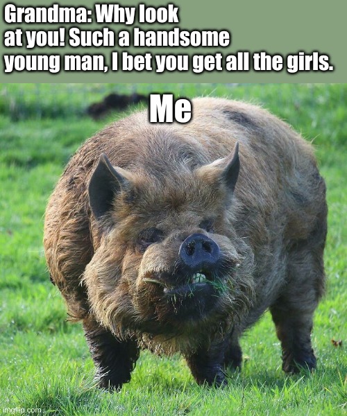 You can say the truth grandma, I've already accepted my reality |  Grandma: Why look at you! Such a handsome young man, I bet you get all the girls. Me | image tagged in ugly pig,grandma,single | made w/ Imgflip meme maker
