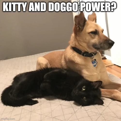 KITTY AND DOGGO POWER? | made w/ Imgflip meme maker