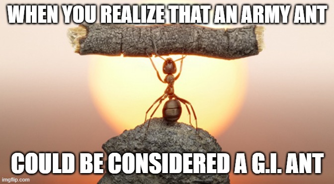 Anton A. Logg approves | WHEN YOU REALIZE THAT AN ARMY ANT; COULD BE CONSIDERED A G.I. ANT | image tagged in heavy lifting ant,funny | made w/ Imgflip meme maker