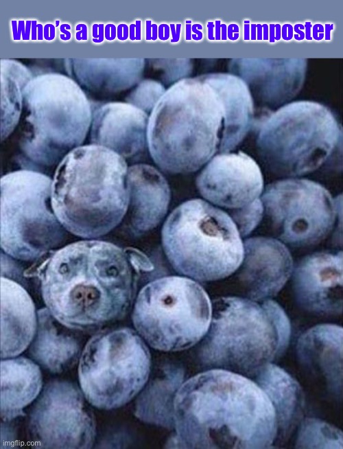 A different kind of imposter. | Who’s a good boy is the imposter | image tagged in blueberries,doggie,memes,funny | made w/ Imgflip meme maker