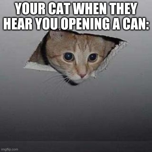 Foodz Plz | YOUR CAT WHEN THEY HEAR YOU OPENING A CAN: | image tagged in memes,ceiling cat | made w/ Imgflip meme maker