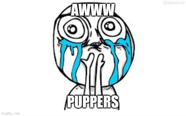 Crying Because Of Cute Meme | AWWW PUPPERS | image tagged in memes,crying because of cute | made w/ Imgflip meme maker