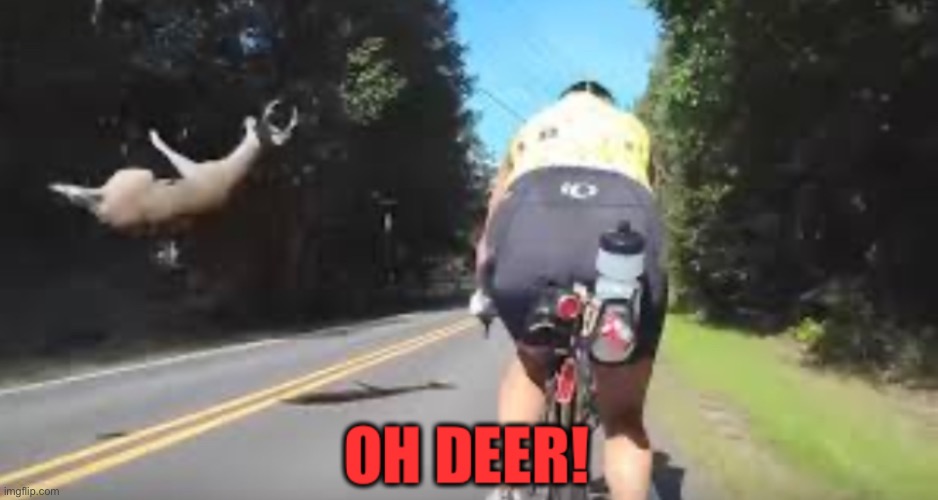 Oh DeEr | image tagged in lol,deer,flying,xd | made w/ Imgflip meme maker