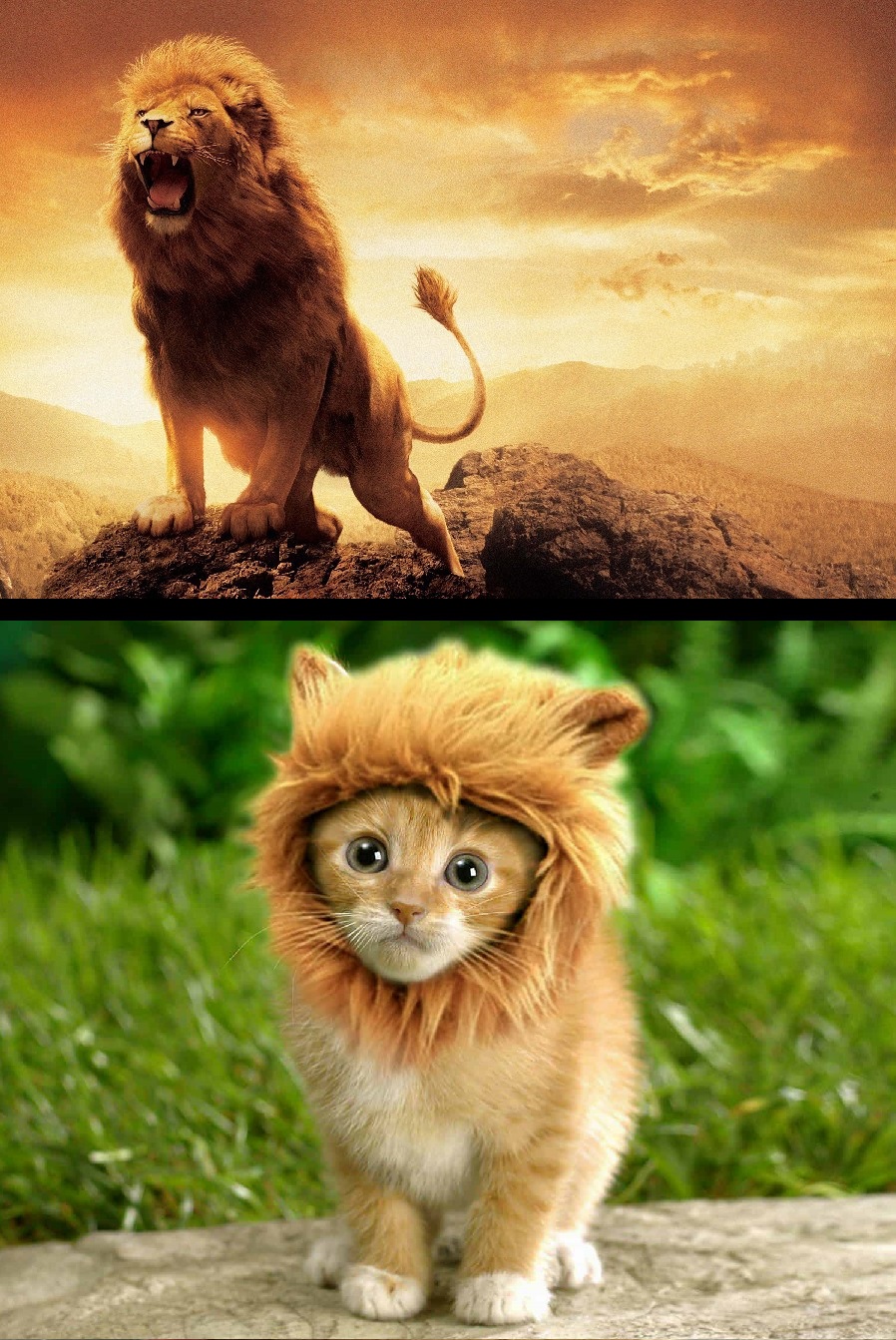 Lion expectations vs reality Blank Meme Template