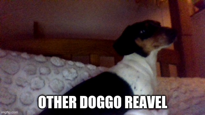 her name is laia | OTHER DOGGO REAVEL | made w/ Imgflip meme maker