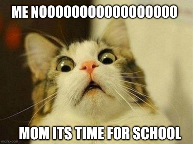 Scared Cat | ME NOOOOOOOOOOOOOOOOO; MOM ITS TIME FOR SCHOOL | image tagged in memes,scared cat | made w/ Imgflip meme maker