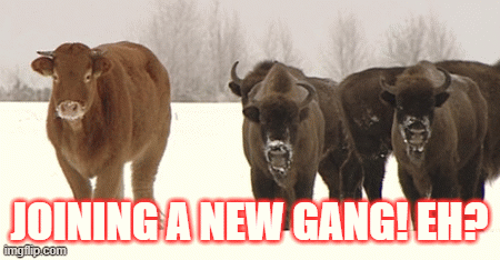 Heavenly Rights | JOINING A NEW GANG! EH? | image tagged in gifs,friends | made w/ Imgflip images-to-gif maker