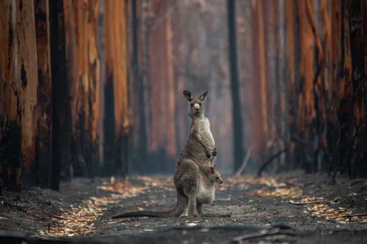 'Hope In A Burned Forest'. Photo credit: Jo-Anne Mcarthur | image tagged in awesome,pics,photography | made w/ Imgflip meme maker