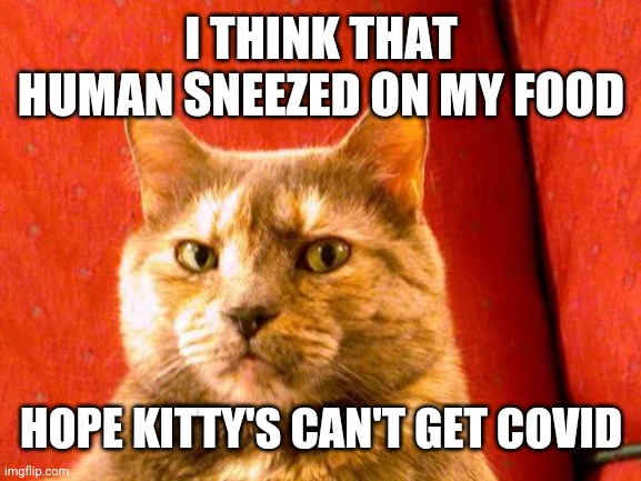 Suspicious Cat Meme | I THINK THAT HUMAN SNEEZED ON MY FOOD; HOPE KITTY'S CAN'T GET COVID | image tagged in memes,suspicious cat | made w/ Imgflip meme maker