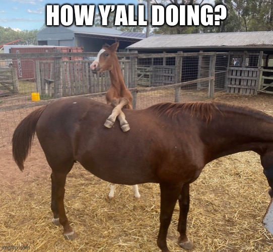 Pony | HOW Y’ALL DOING? | image tagged in pony,horse,hello | made w/ Imgflip meme maker