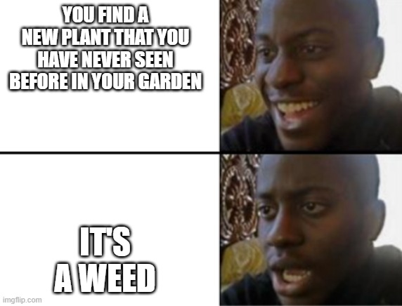 Some cookie clicker meme | YOU FIND A NEW PLANT THAT YOU HAVE NEVER SEEN BEFORE IN YOUR GARDEN; IT'S A WEED | image tagged in oh yeah oh no,cookie clicker,memes | made w/ Imgflip meme maker