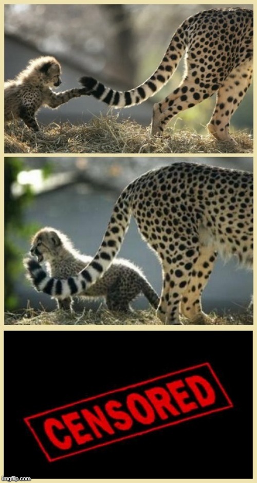 Play At Your Own Risk | image tagged in funny animals,animals,big cats,cheetah | made w/ Imgflip meme maker
