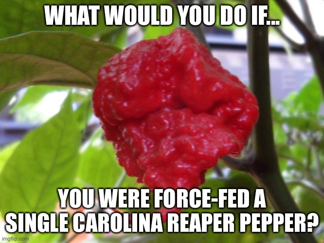 I have some weird thoughts | WHAT WOULD YOU DO IF... YOU WERE FORCE-FED A SINGLE CAROLINA REAPER PEPPER? | image tagged in carolina reaper | made w/ Imgflip meme maker