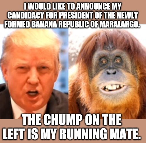 Donald trump is an orangutan | I WOULD LIKE TO ANNOUNCE MY CANDIDACY FOR PRESIDENT OF THE NEWLY FORMED BANANA REPUBLIC OF MARALARGO. THE CHUMP ON THE LEFT IS MY RUNNING MATE. | image tagged in donald trump is an orangutan | made w/ Imgflip meme maker