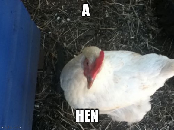 Angry Chicken Boss Meme | A HEN | image tagged in memes,angry chicken boss | made w/ Imgflip meme maker