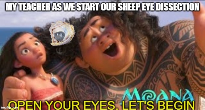 Sheep Eye Dissection | MY TEACHER AS WE START OUR SHEEP EYE DISSECTION | image tagged in open your eyes | made w/ Imgflip meme maker