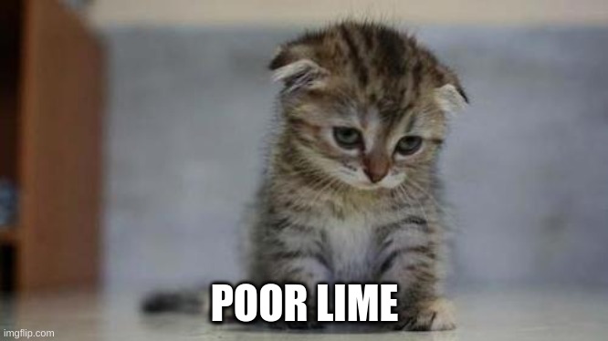 Sad kitten | POOR LIME | image tagged in sad kitten | made w/ Imgflip meme maker