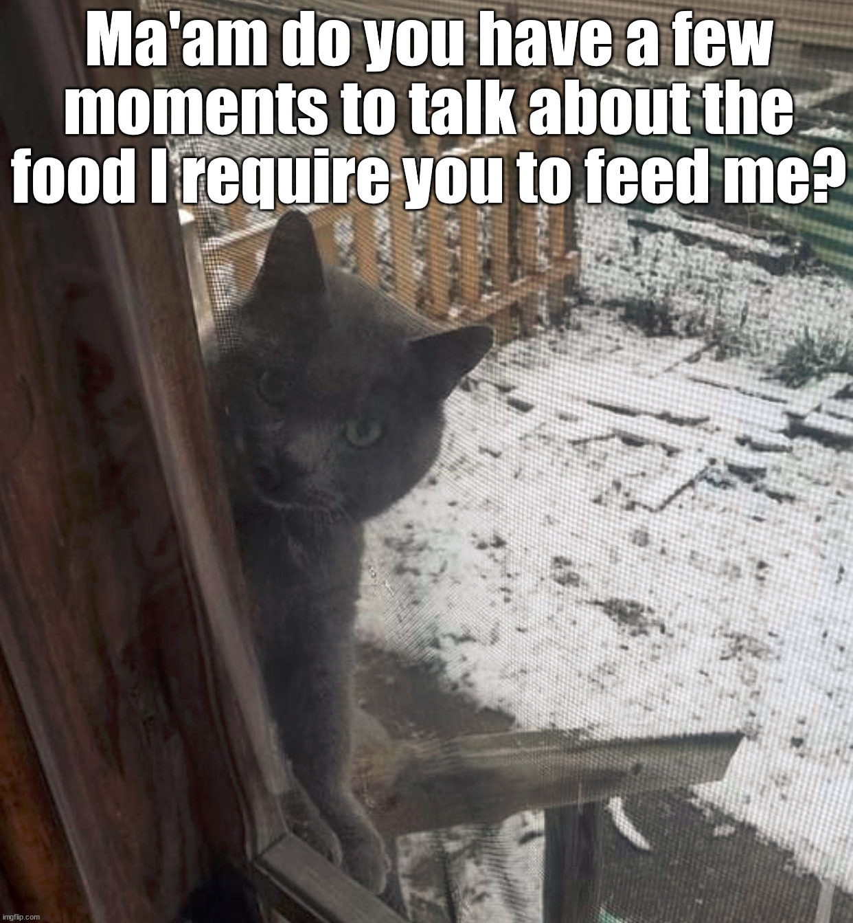 Ma'am do you have a few moments to talk about the food I require you to feed me? | image tagged in cats | made w/ Imgflip meme maker