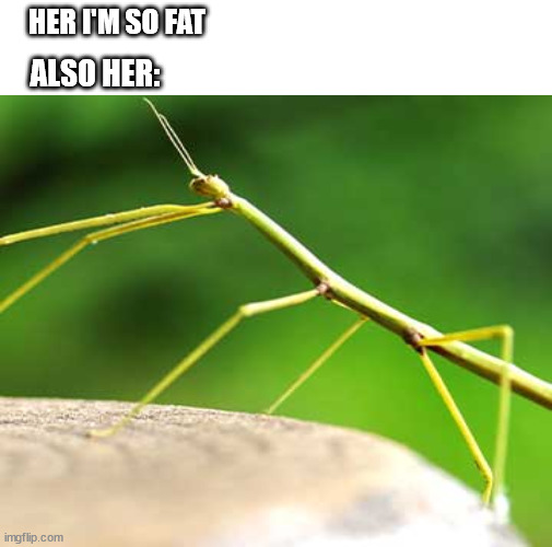 she's so fat | HER I'M SO FAT; ALSO HER: | image tagged in fat | made w/ Imgflip meme maker