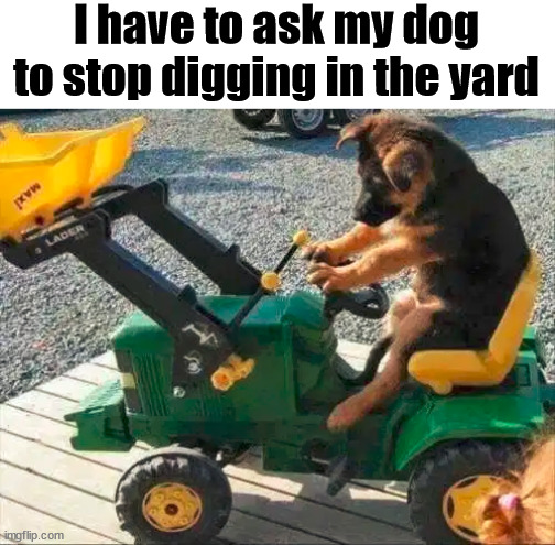 I have to ask my dog to stop digging in the yard | made w/ Imgflip meme maker