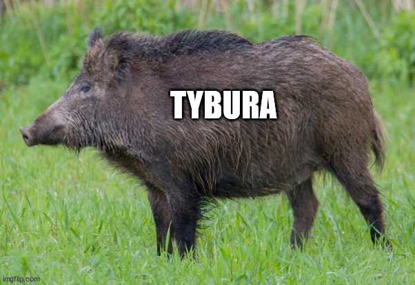 Tybura | TYBURA | image tagged in tybura,mma | made w/ Imgflip meme maker