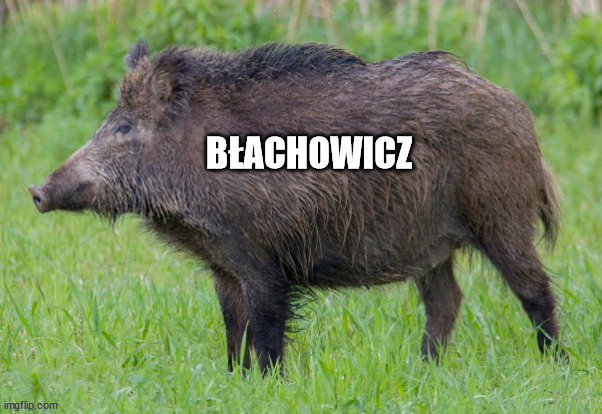 Blachowicz | BŁACHOWICZ | image tagged in blachowicz,mma | made w/ Imgflip meme maker