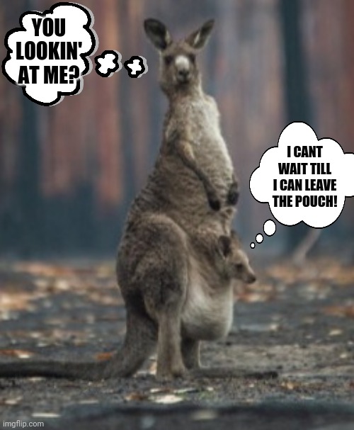 YOU LOOKIN' AT ME? I CANT WAIT TILL I CAN LEAVE THE POUCH! | made w/ Imgflip meme maker