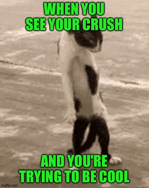 Cat looks smug | WHEN YOU SEE YOUR CRUSH; AND YOU'RE TRYING TO BE COOL | image tagged in funny,memes,cats,animals | made w/ Imgflip meme maker