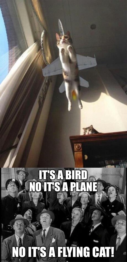 How did this happen? | IT'S A BIRD
NO IT'S A PLANE; NO IT'S A FLYING CAT! | image tagged in superman,funny,cats | made w/ Imgflip meme maker