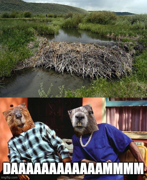 In order to build one of those you gotta...stick to it. | DAAAAAAAAAAAAMMMM | image tagged in ice cube damn,beavers,nature,animals | made w/ Imgflip meme maker