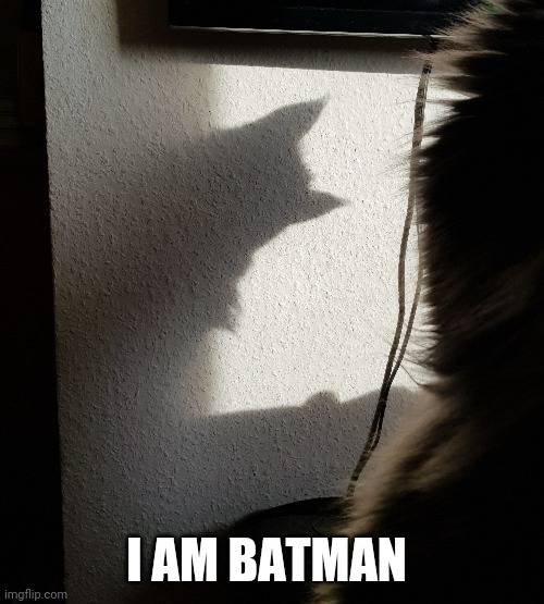 Batman Cat | I AM BATMAN | image tagged in batman,funny cat memes,cat,cats,funny cats,funny cat | made w/ Imgflip meme maker