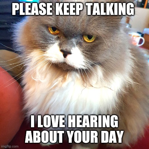 Annoyed Cat | PLEASE KEEP TALKING; I LOVE HEARING ABOUT YOUR DAY | image tagged in grumpy cat,cat,cats,funny meme,animals,funny | made w/ Imgflip meme maker