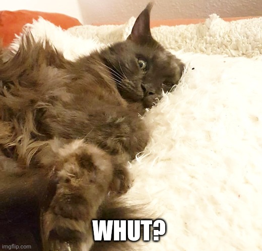 Whut cat | WHUT? | image tagged in cat,cats,funny memes,funny cat memes,funny cat,fun | made w/ Imgflip meme maker
