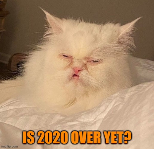 IS 2020 OVER YET? | image tagged in cats,funny,pandemic,covid-19,2020,2020 sucks | made w/ Imgflip meme maker