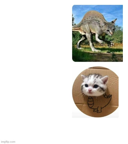 Dino cardboard cat Blank Meme Template