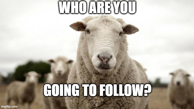 Sheep | WHO ARE YOU; GOING TO FOLLOW? | image tagged in sheep | made w/ Imgflip meme maker