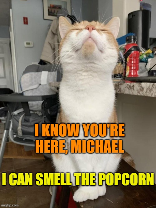 I KNOW YOU'RE HERE, MICHAEL; I CAN SMELL THE POPCORN | image tagged in cats,michael jackson popcorn,michael jackson eating popcorn,funny meme,funny cats,muppets | made w/ Imgflip meme maker