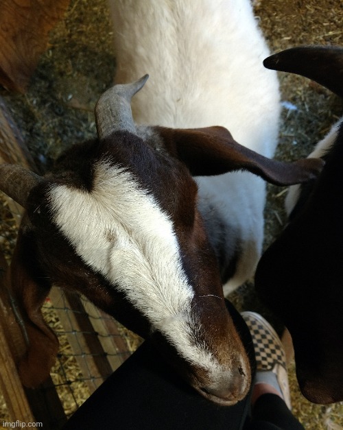 While I'm losing my shit, my goats are eating my leg | made w/ Imgflip meme maker