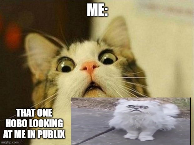 Scared Cat Meme | ME: THAT ONE HOBO LOOKING AT ME IN PUBLIX | image tagged in memes,scared cat | made w/ Imgflip meme maker
