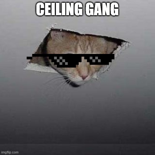 Ceiling Cat Meme | CEILING GANG | image tagged in memes,ceiling cat | made w/ Imgflip meme maker