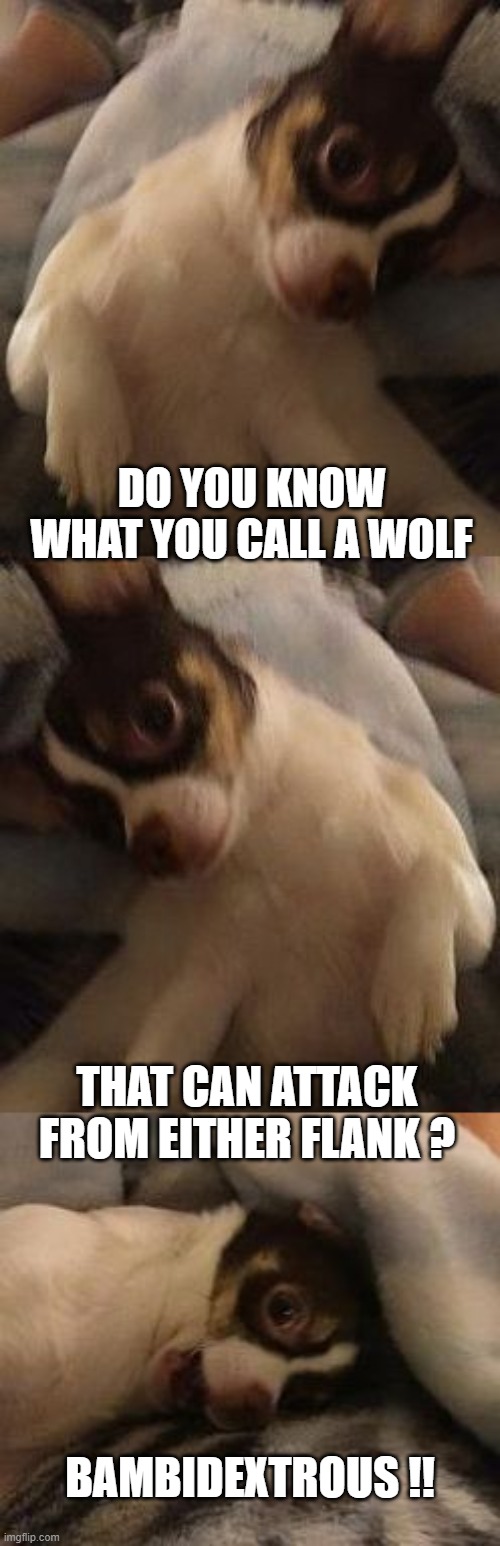 good chihuahua bad pun |  DO YOU KNOW WHAT YOU CALL A WOLF; THAT CAN ATTACK FROM EITHER FLANK ? BAMBIDEXTROUS !! | image tagged in mr wiggles bad pun chihuahua,bad dad | made w/ Imgflip meme maker