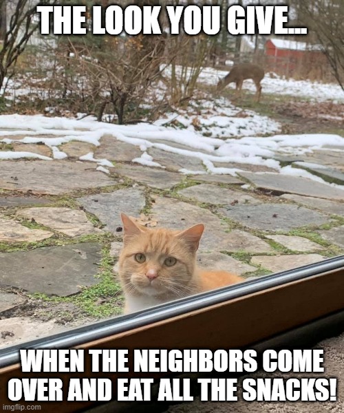 THE LOOK YOU GIVE... WHEN THE NEIGHBORS COME OVER AND EAT ALL THE SNACKS! | image tagged in cat | made w/ Imgflip meme maker